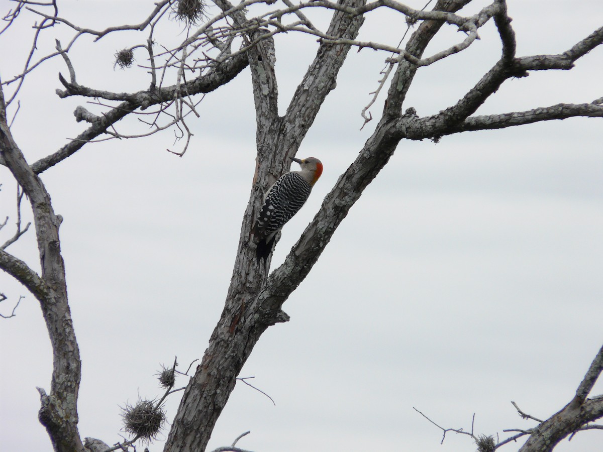Golden-fronted Woodpecker - ML642990632