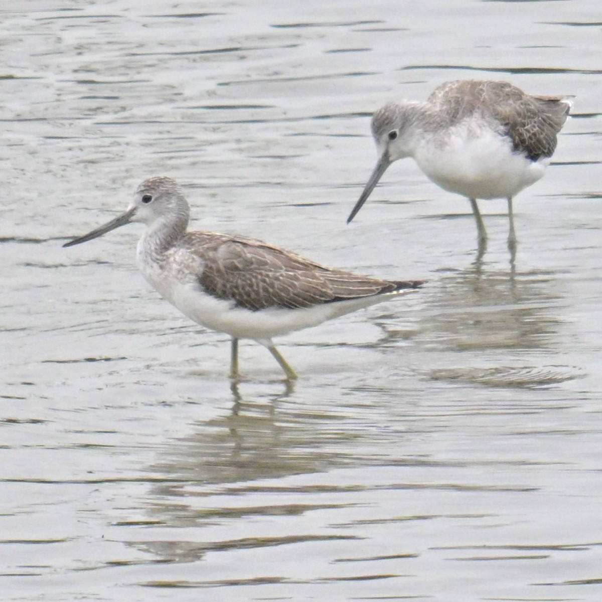 Common Greenshank - ML642990635