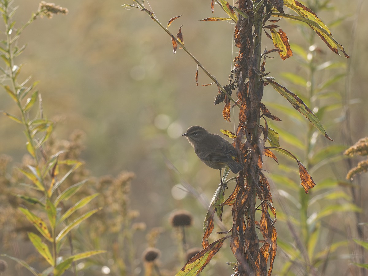 Palm Warbler - ML642990662