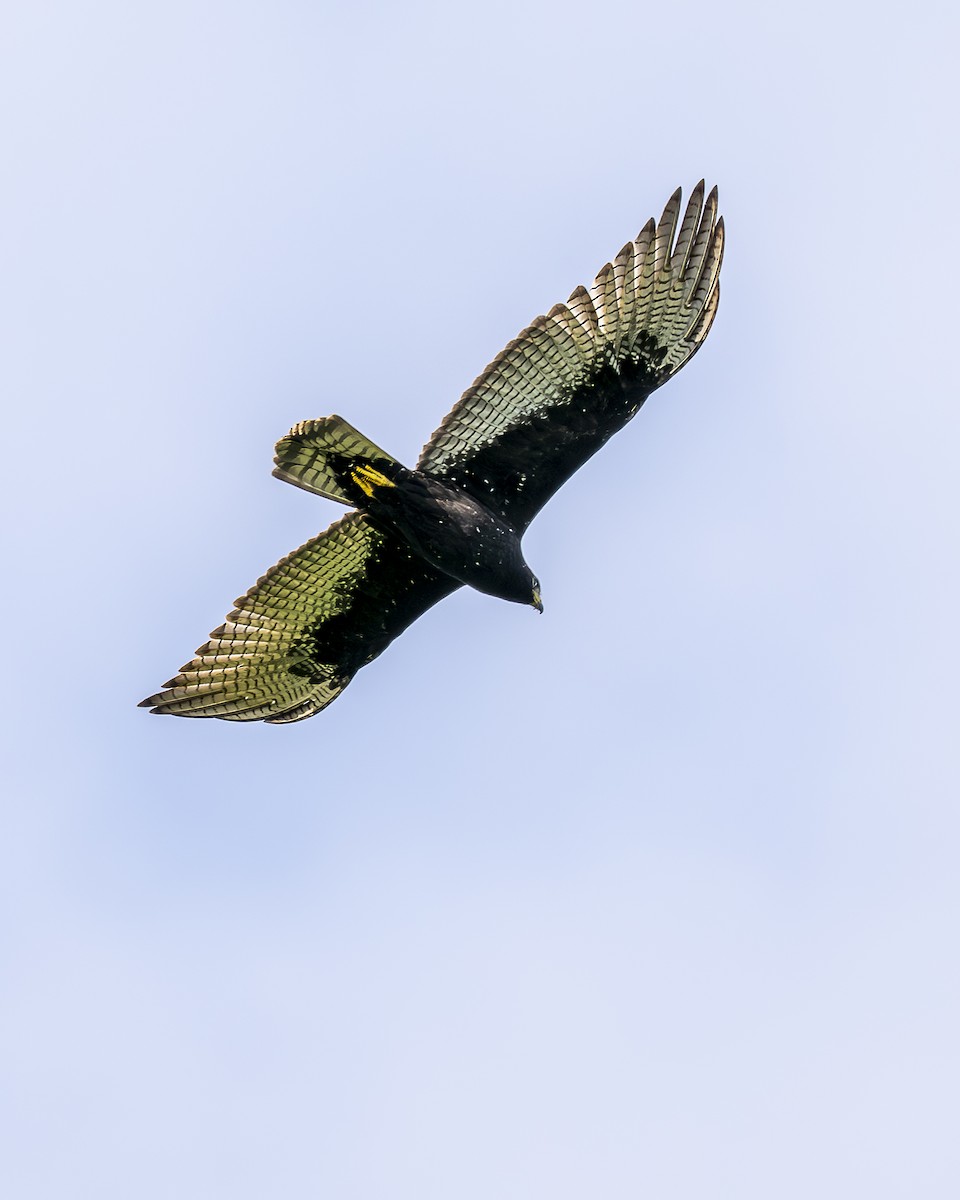 båndhalevåk - ML642990666
