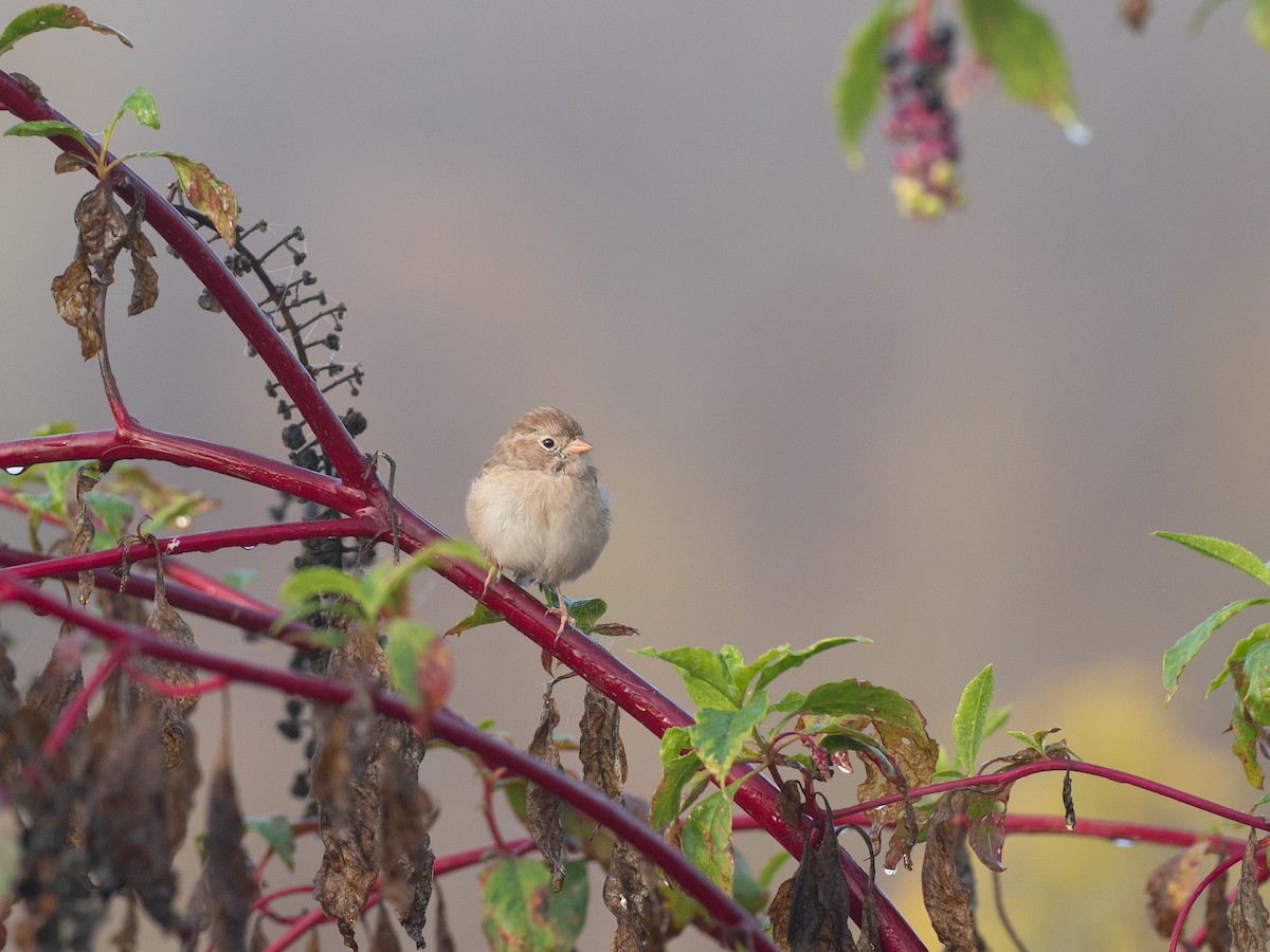 Field Sparrow - ML642990674