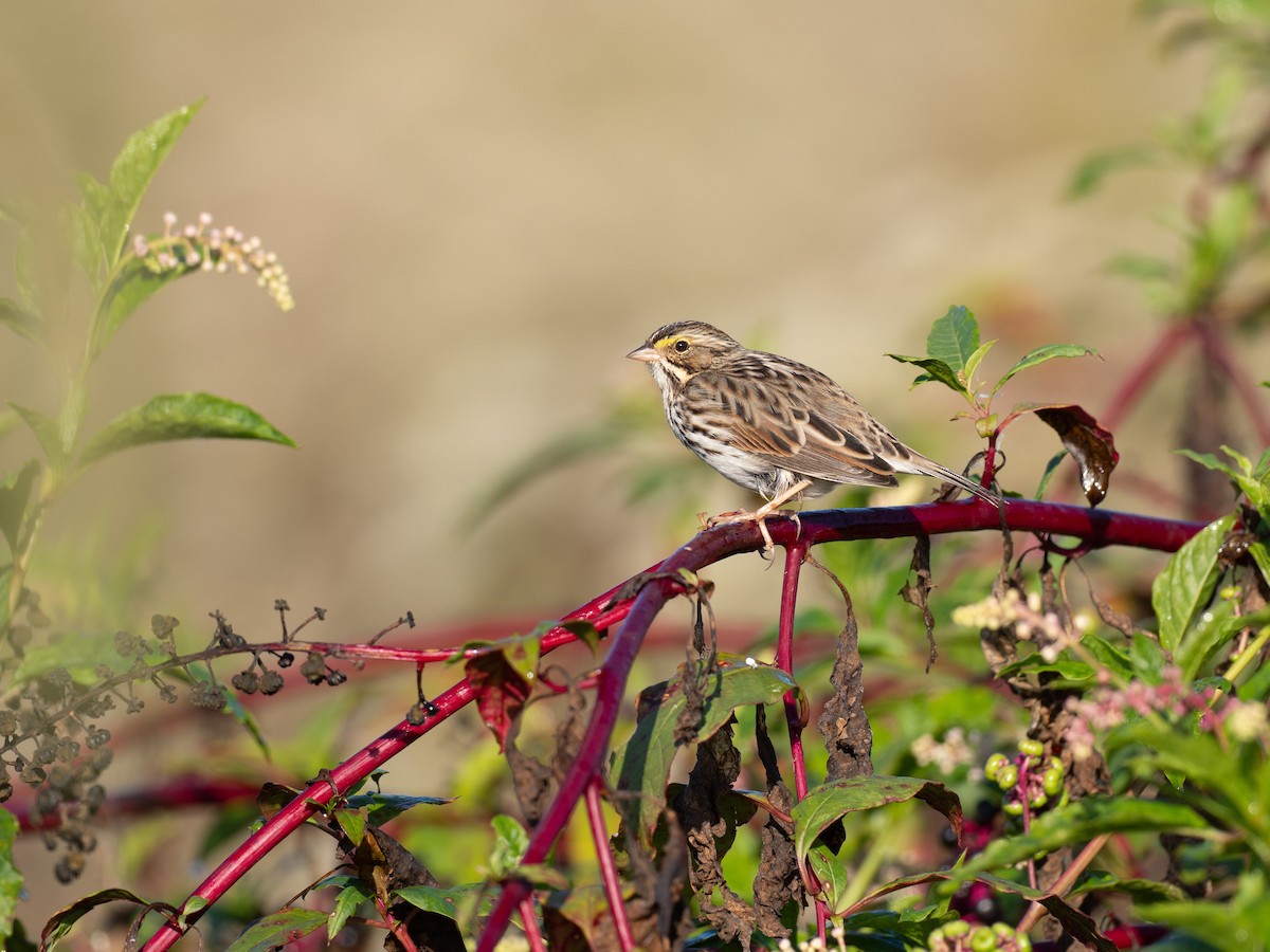 Savannah Sparrow - ML642990678