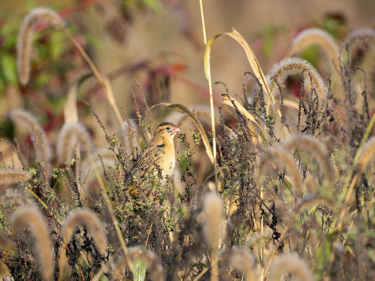 Bobolink - ML642990695