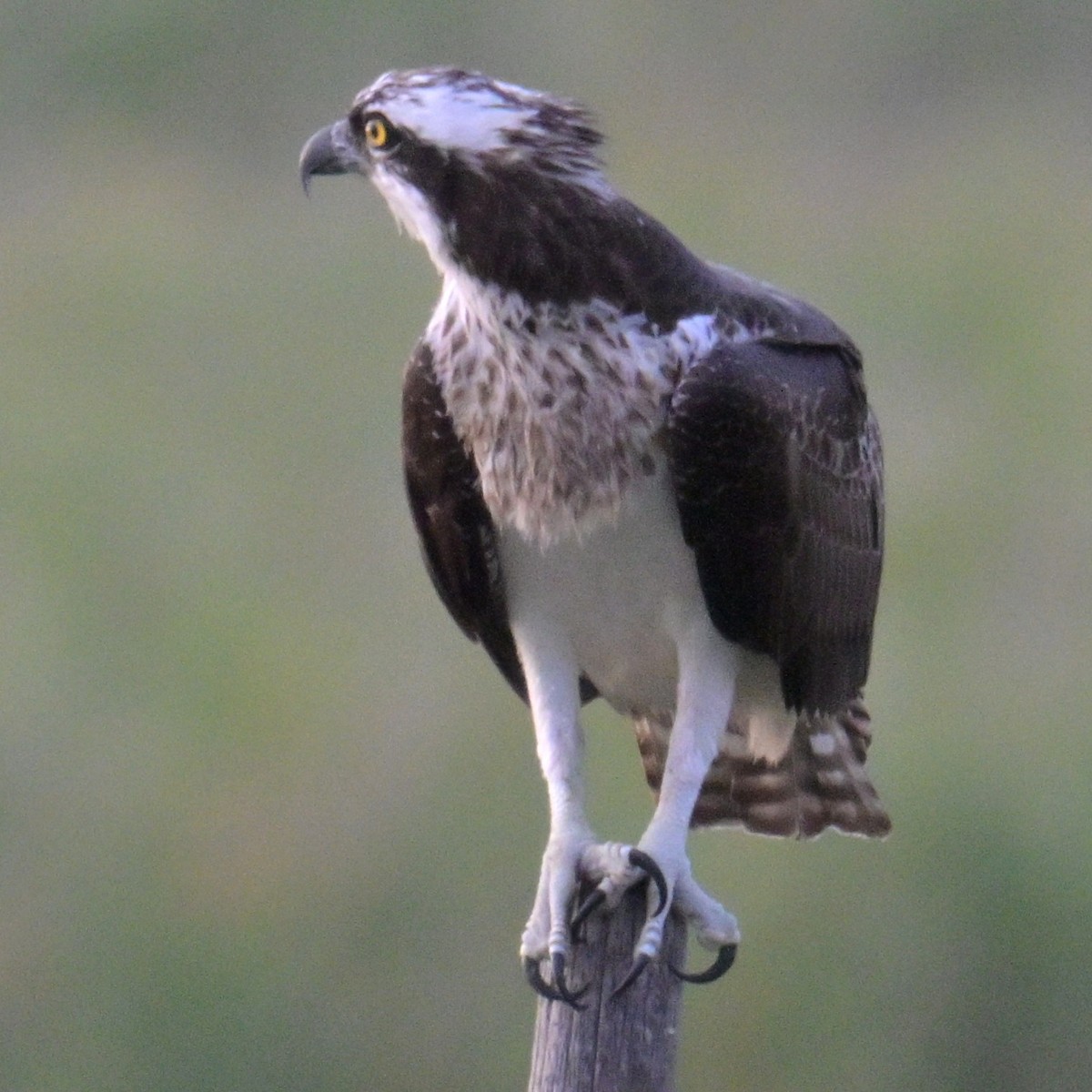 Osprey - ML642990698