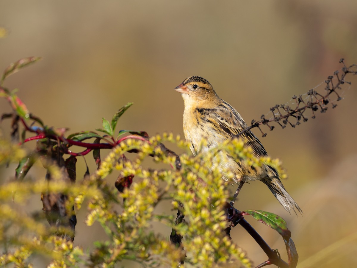 Bobolink - ML642990703