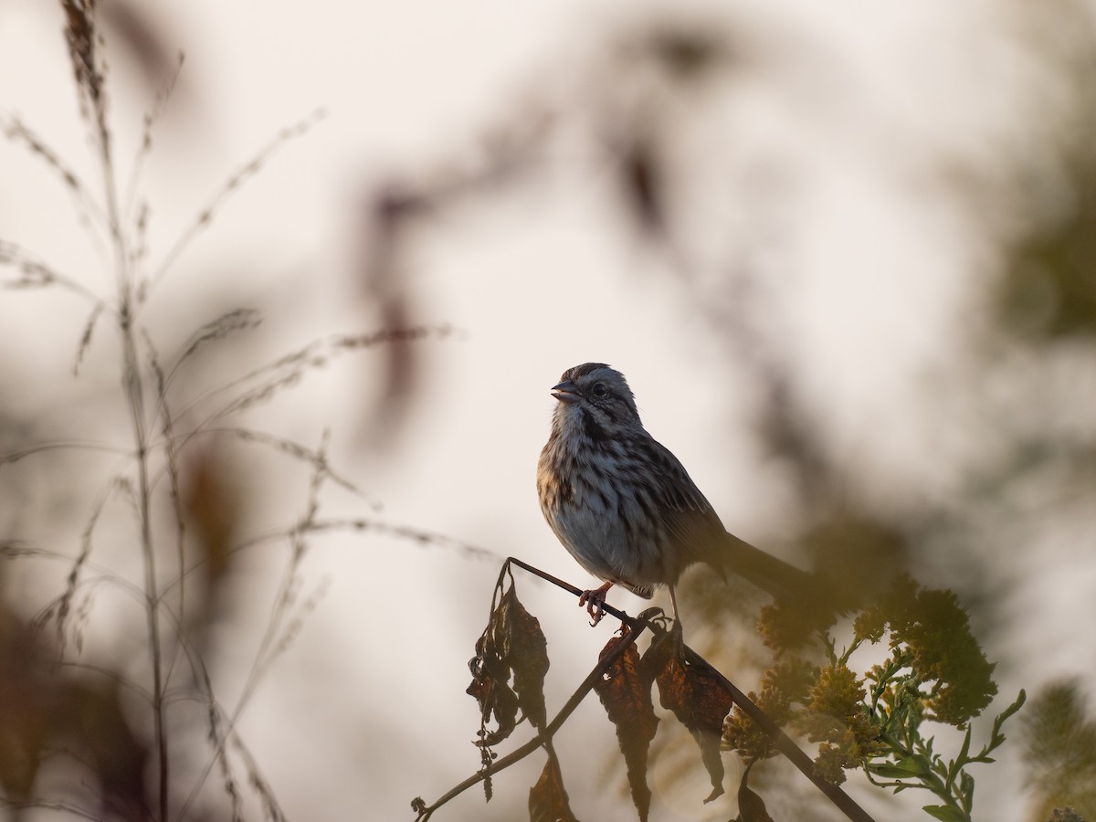 Song Sparrow - ML642990713