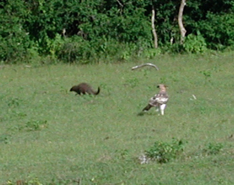 Changeable Hawk-Eagle - ML642990714