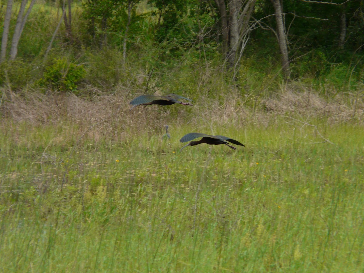 White-faced Ibis - ML642990723