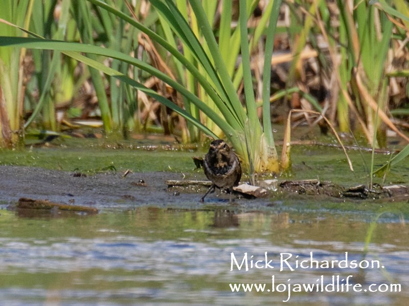 Bluethroat - ML642990728
