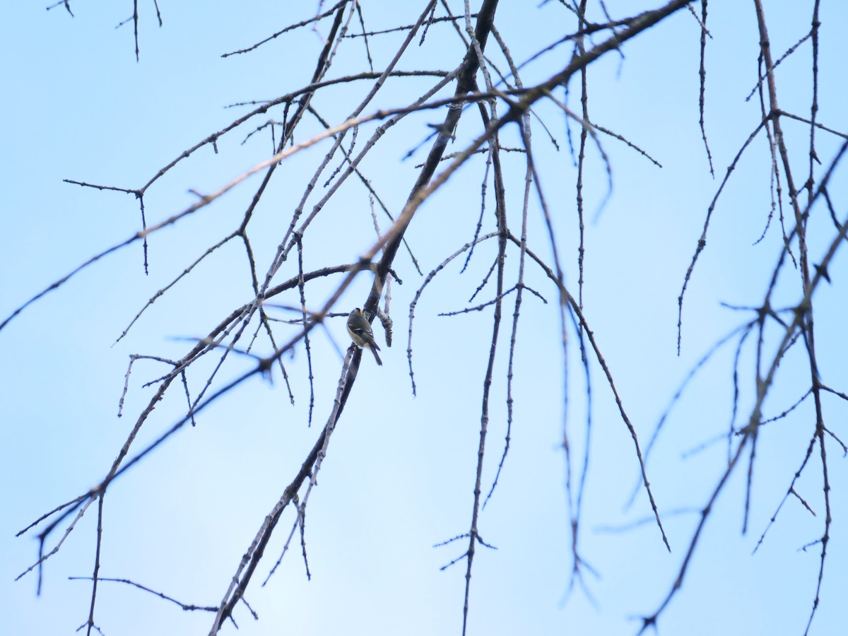 Golden-crowned Kinglet - ML642990738