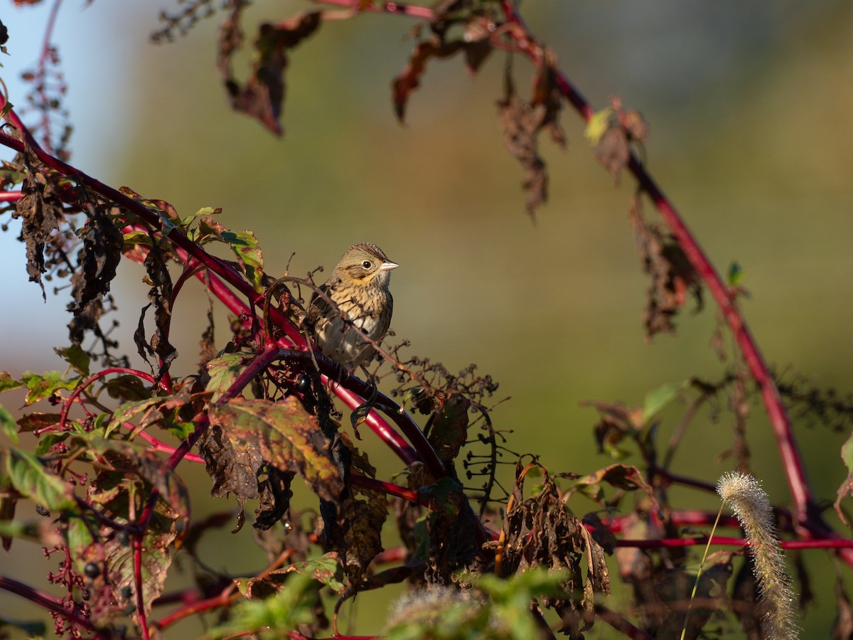 Lincoln's Sparrow - ML642990739