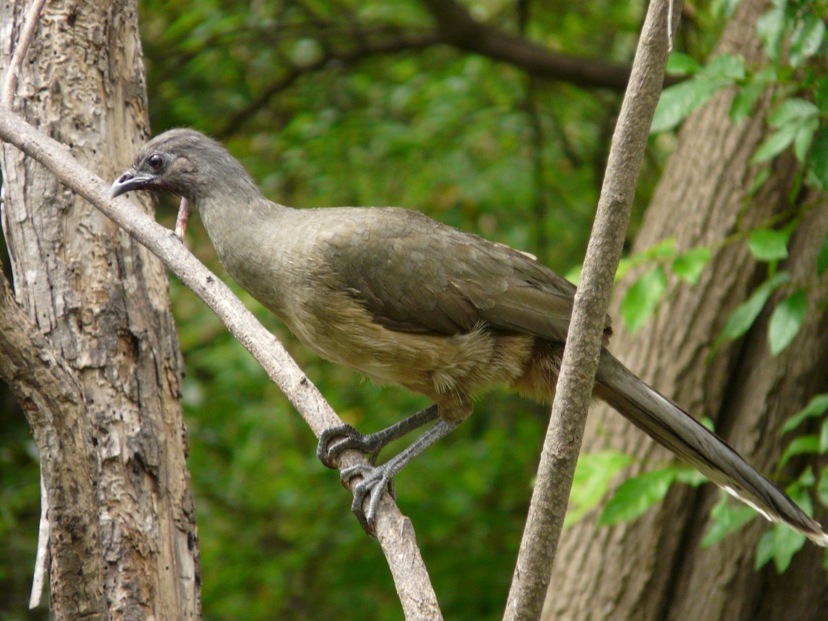 Plain Chachalaca - ML642990742