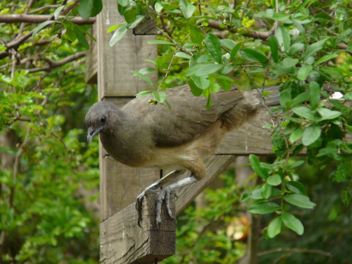 Plain Chachalaca - ML642990743