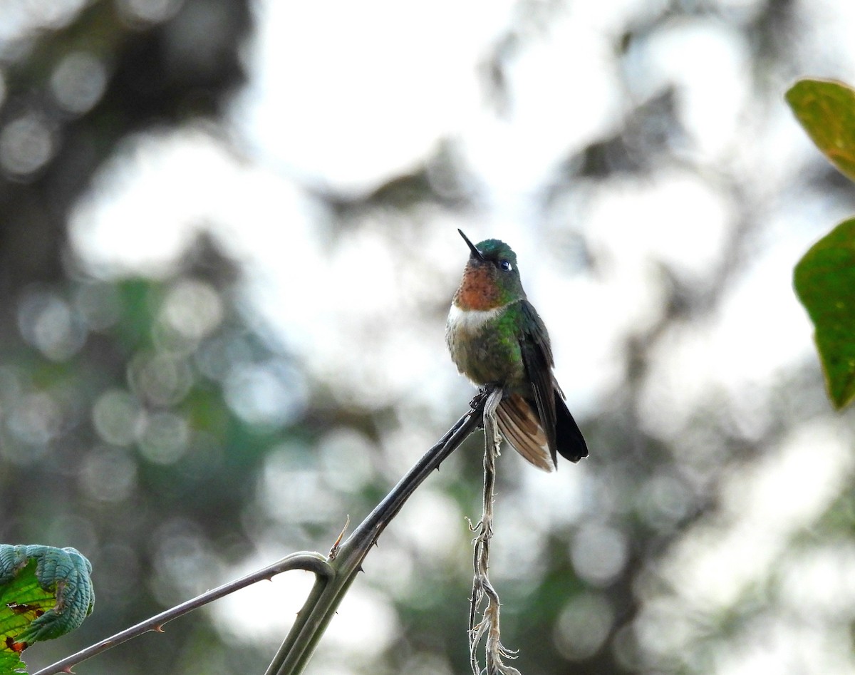 Amethyst-throated Sunangel - ML642990748