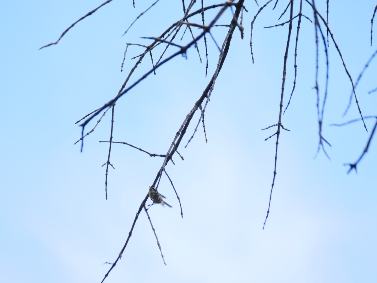 Golden-crowned Kinglet - ML642990749