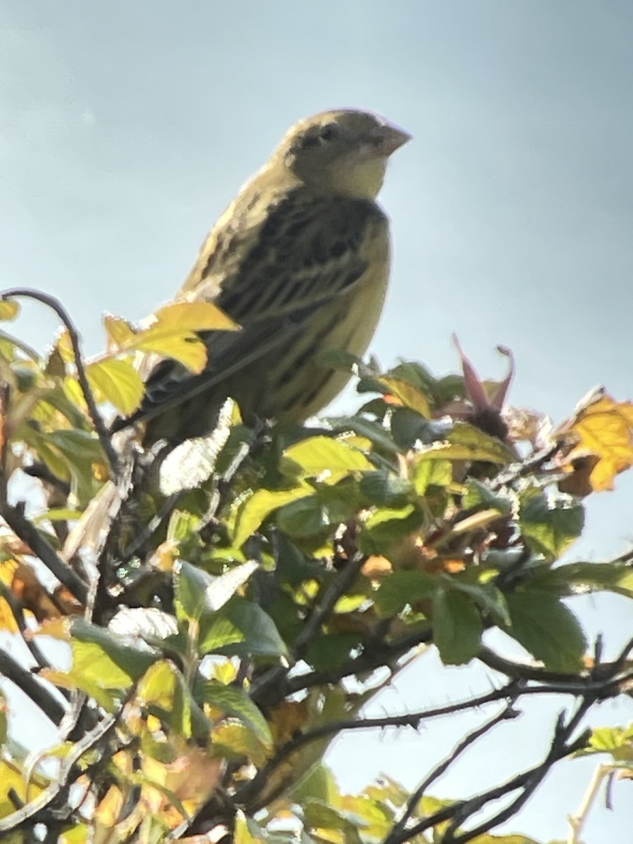 Bobolink - ML642990751