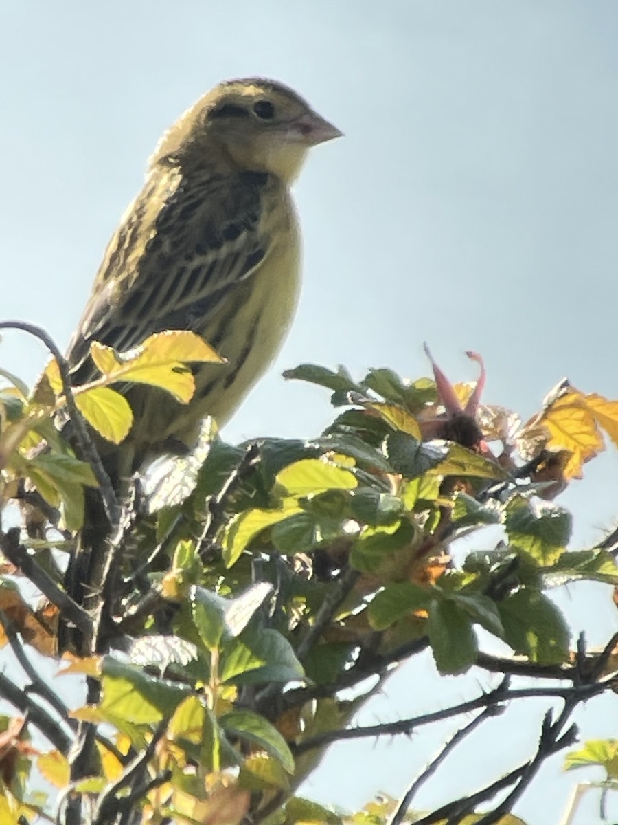 Bobolink - ML642990752