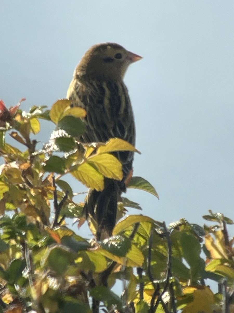 Bobolink - ML642990753
