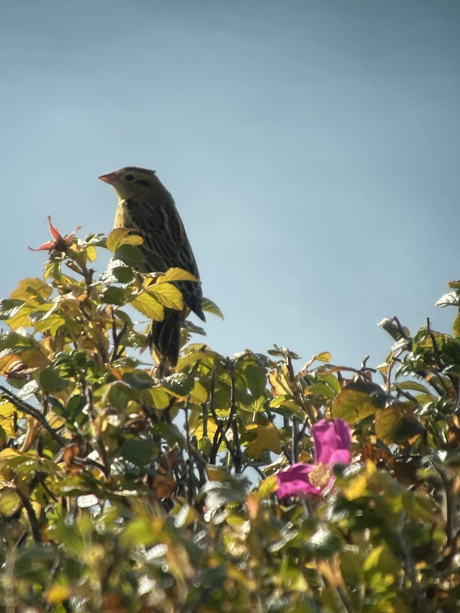 Bobolink - ML642990754