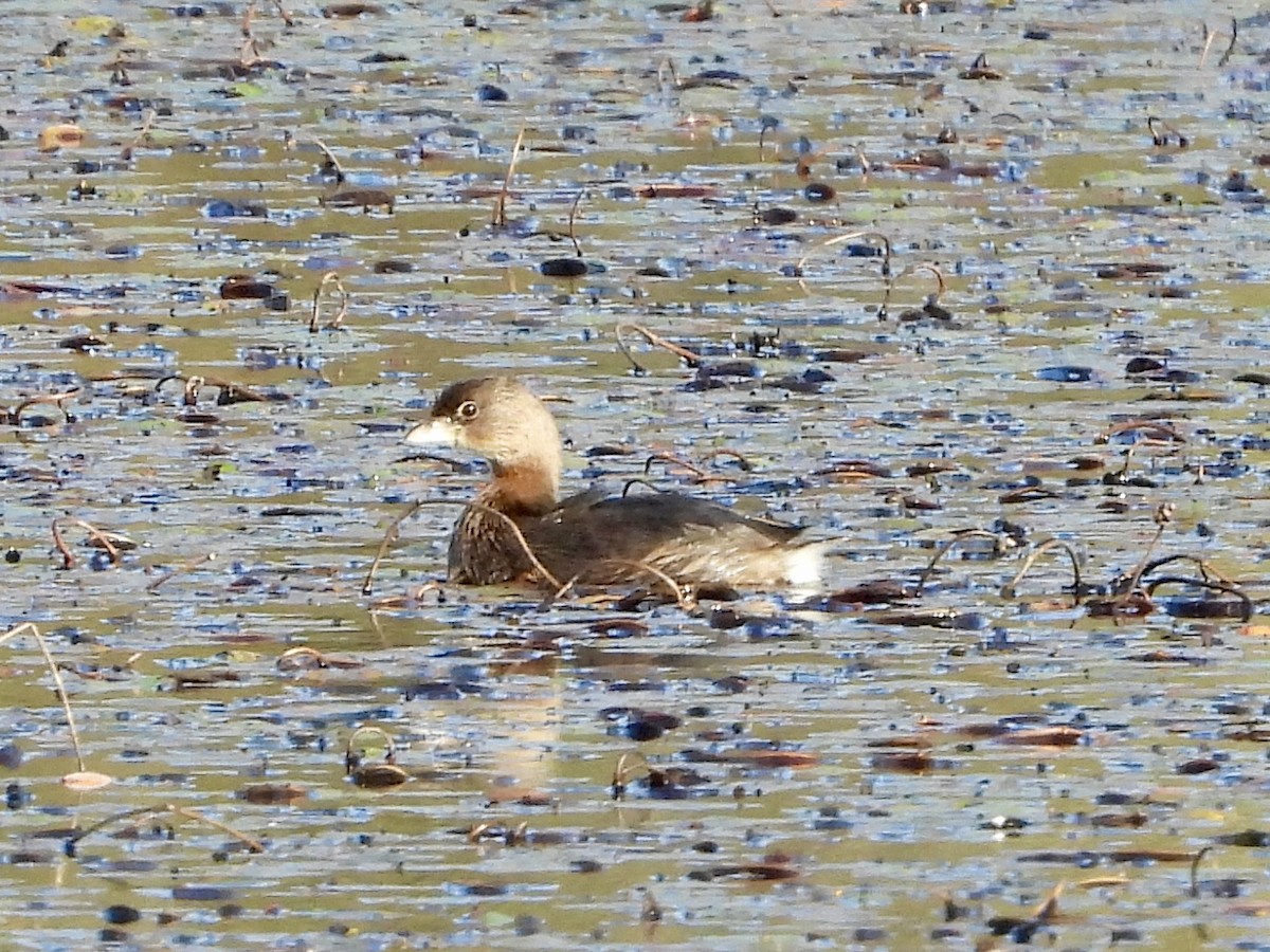 Pied-billed Grebe - ML642990768