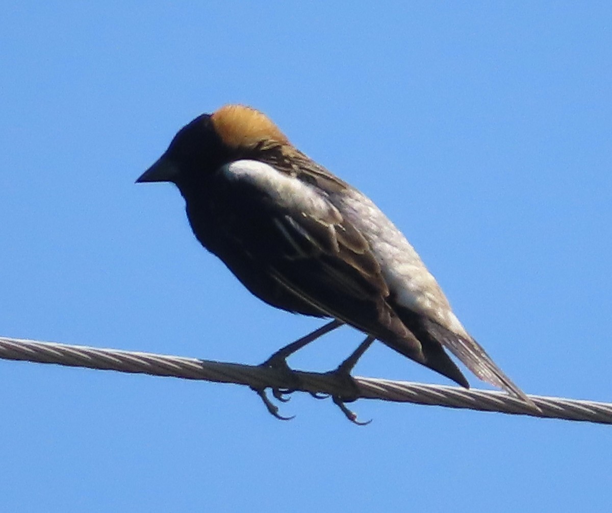 Bobolink - ML642990778