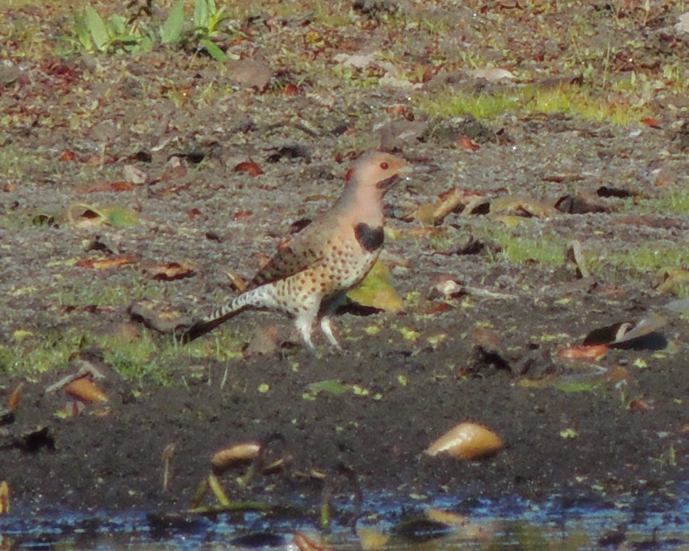Northern Flicker - ML642990780