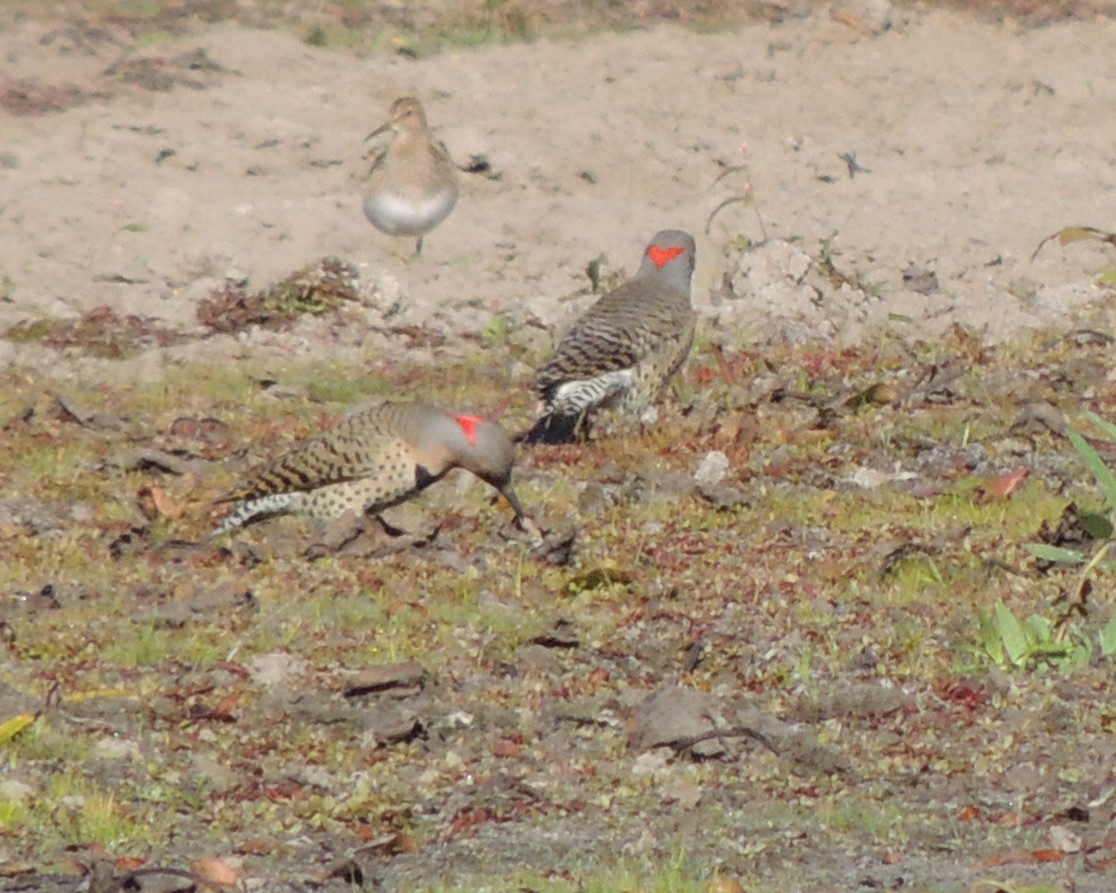 Northern Flicker - ML642990781