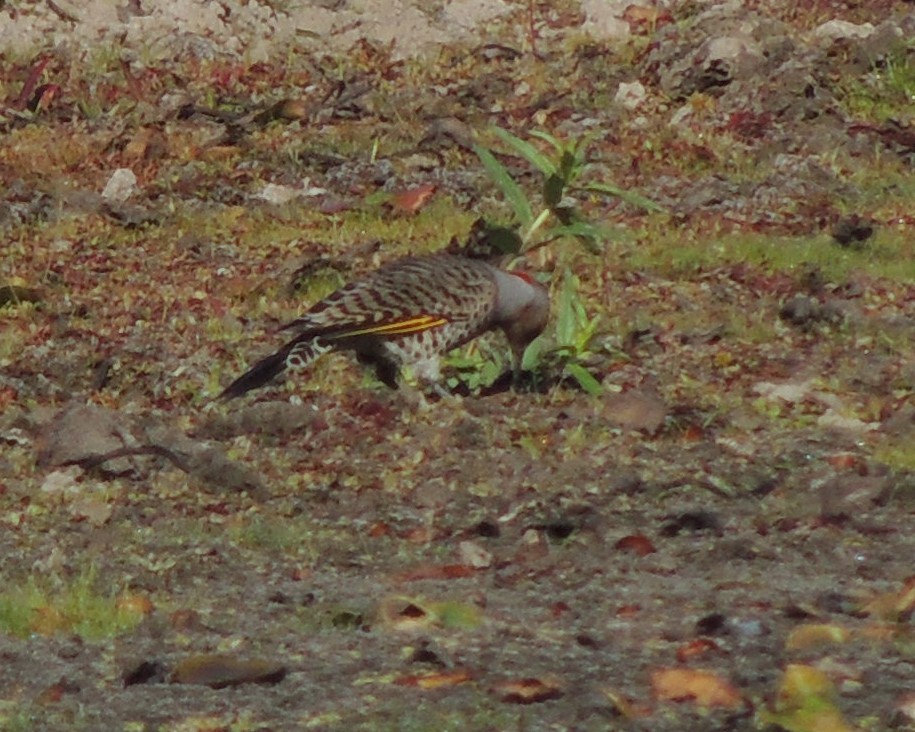 Northern Flicker - ML642990782