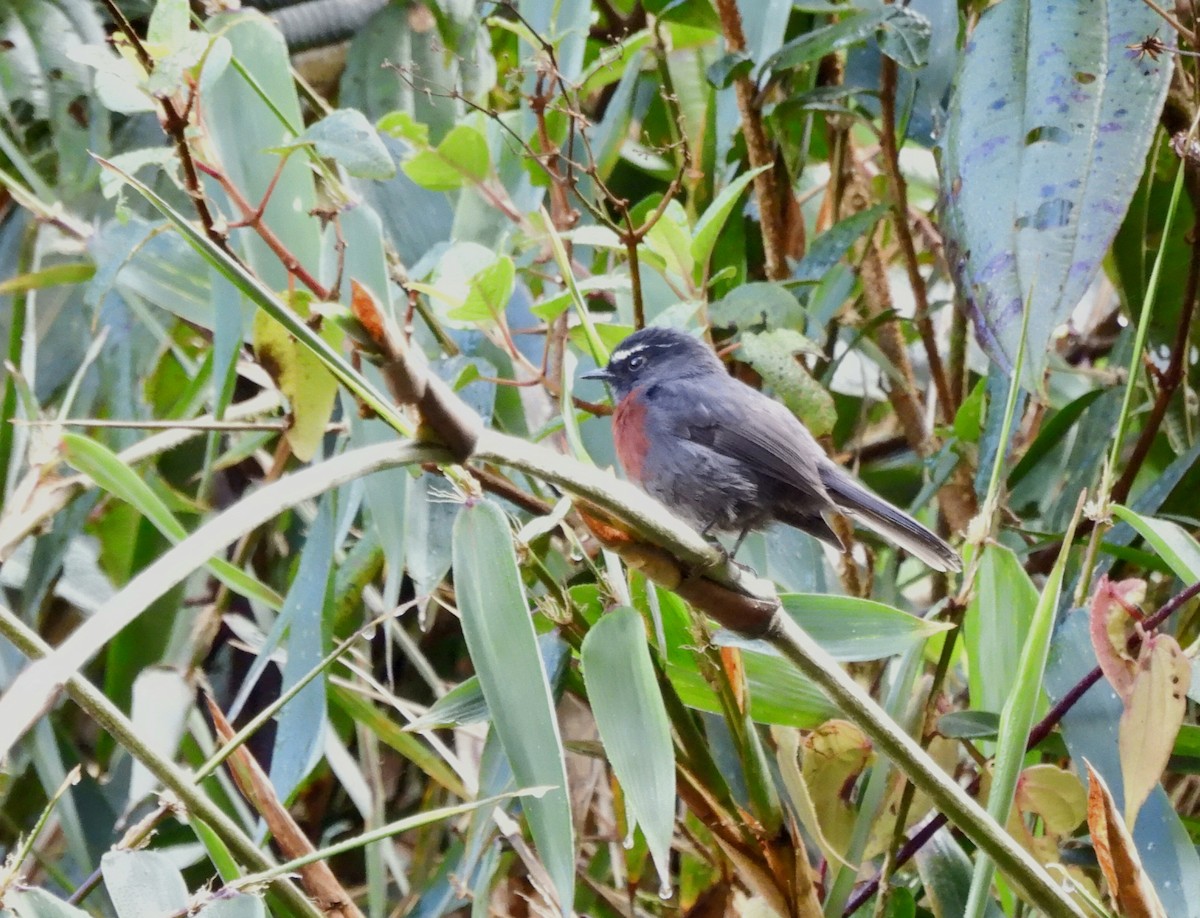 Maroon-belted Chat-Tyrant - ML642990784