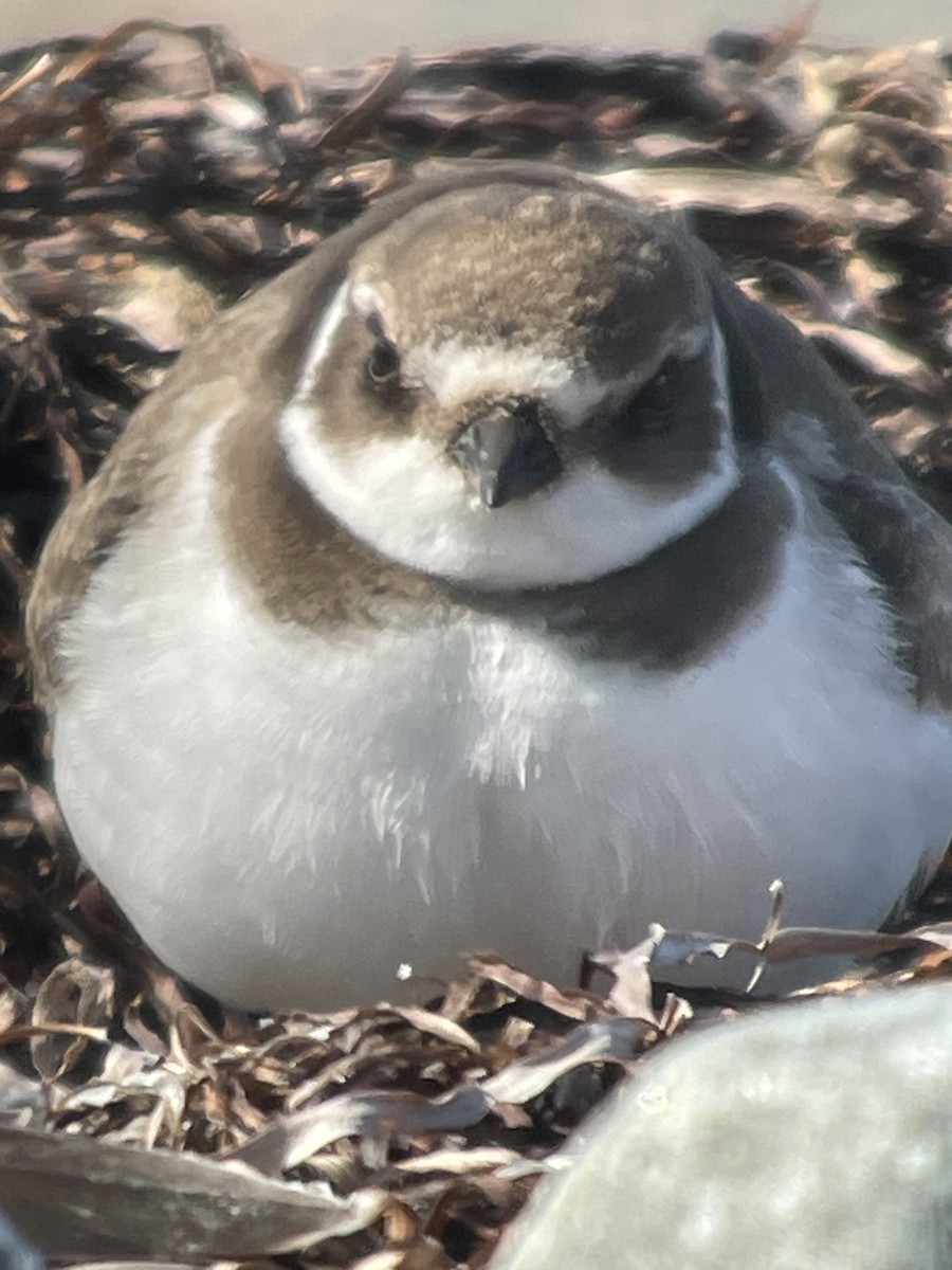 Semipalmated Plover - ML642990788