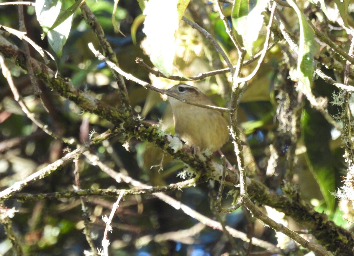 Mountain Wren - ML642990816