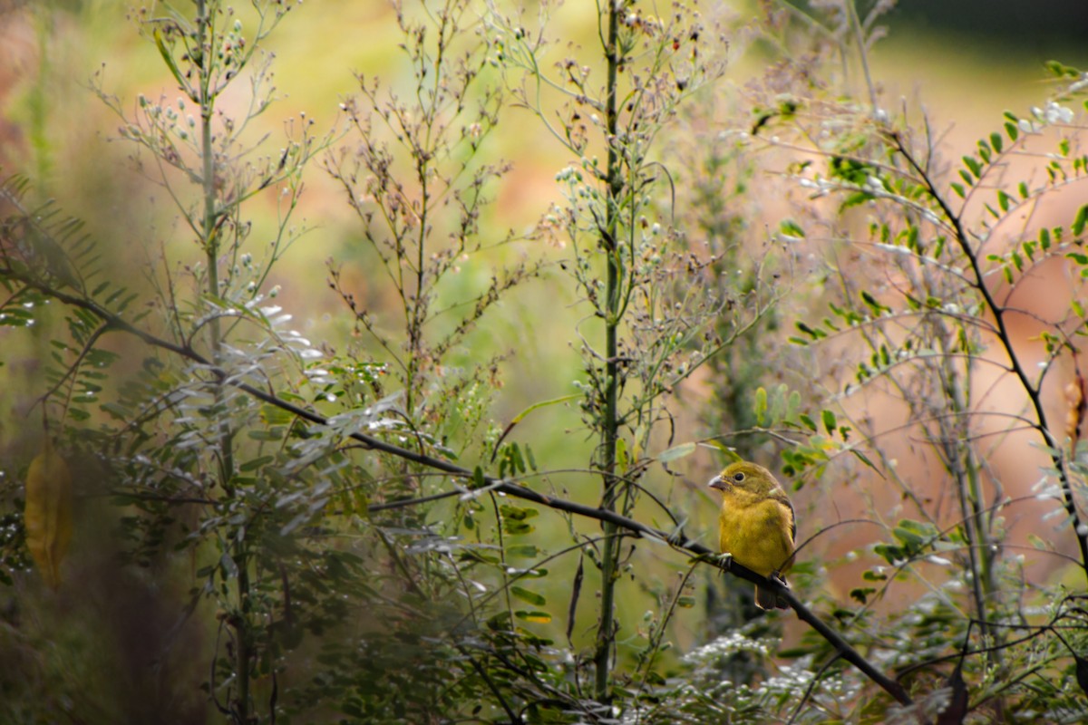 Passerin nonpareil - ML642990829