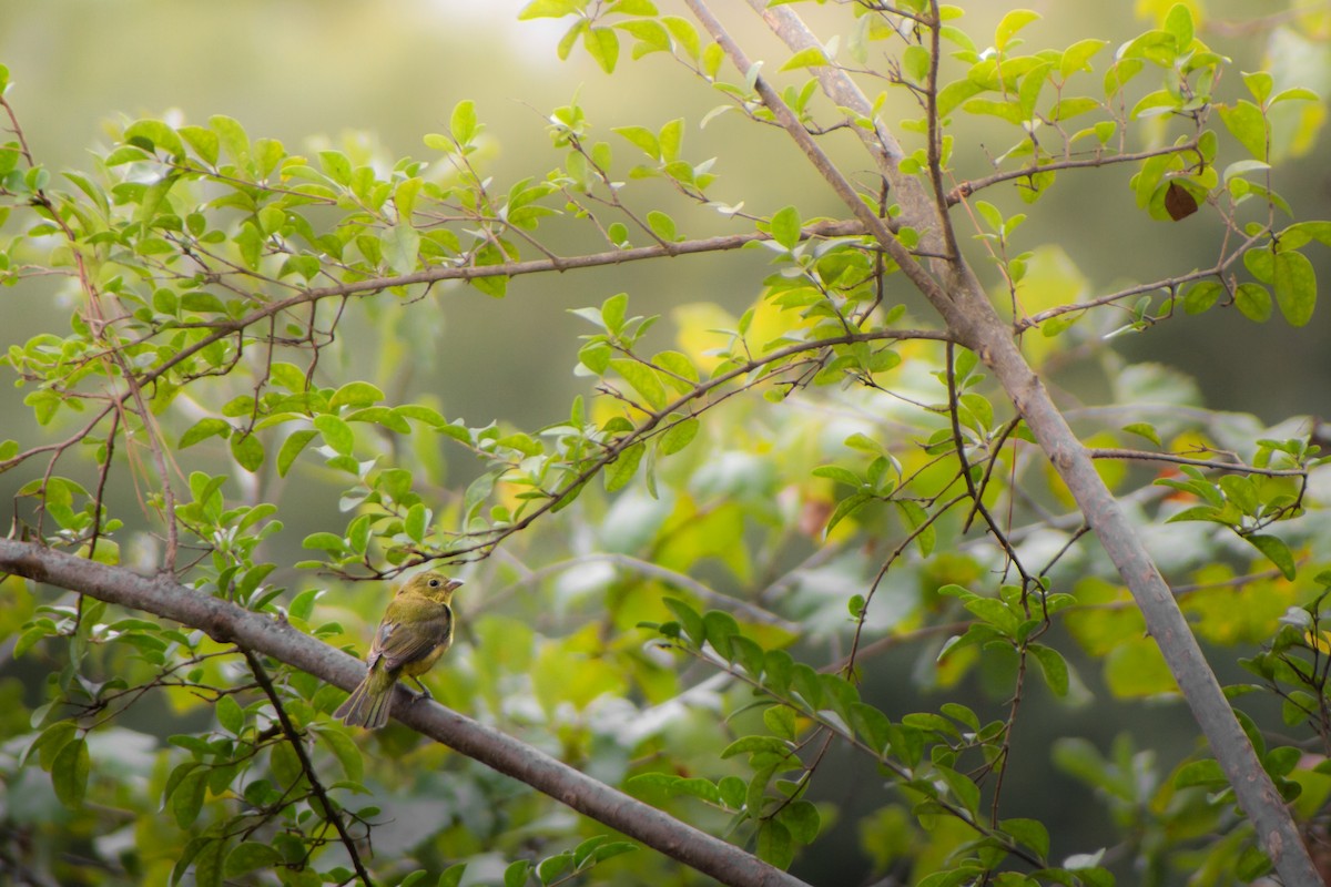 Passerin nonpareil - ML642990830