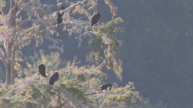 Neotropic Cormorant - ML642990831