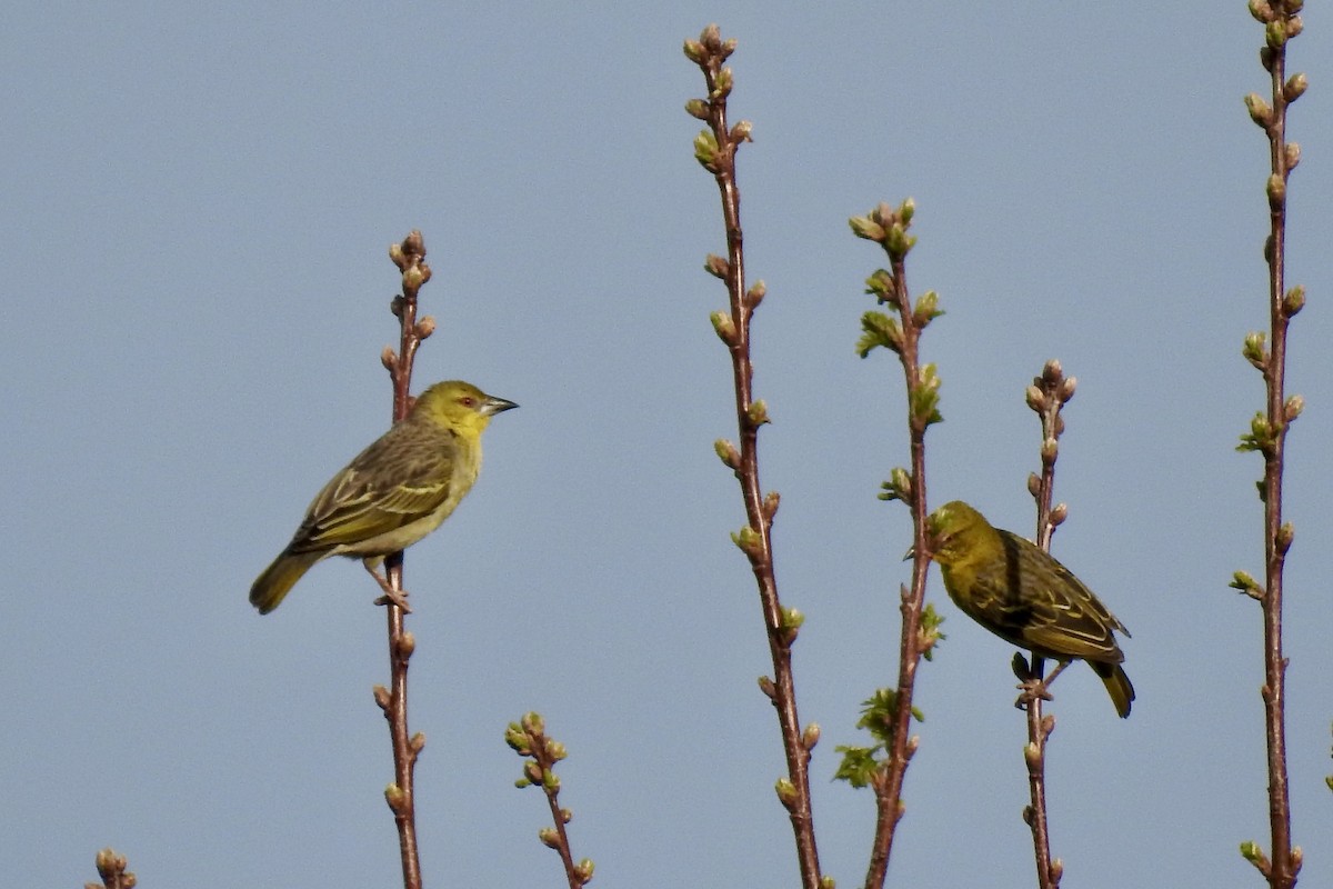 Southern Masked-Weaver - ML642990843