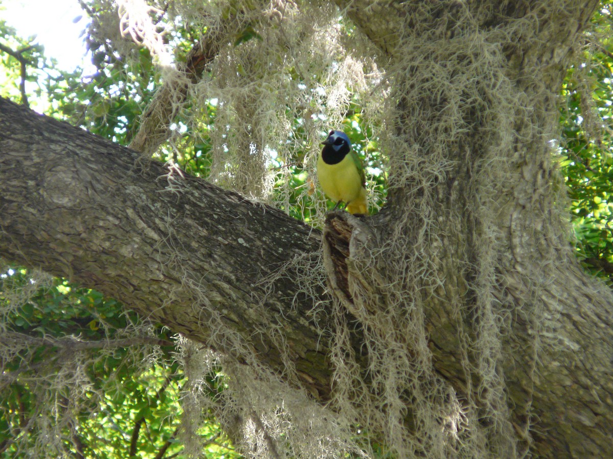 Green Jay (Green) - ML642990851