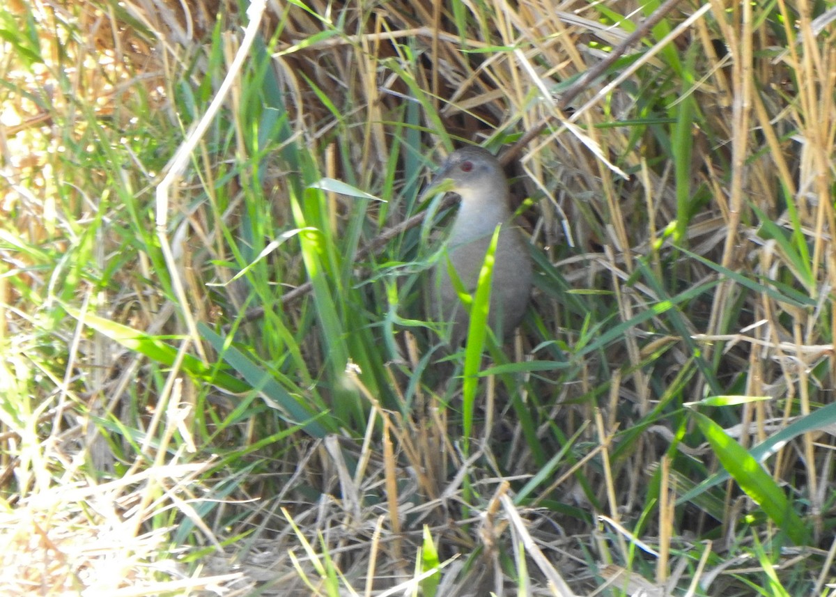 Ash-throated Crake - ML642990852