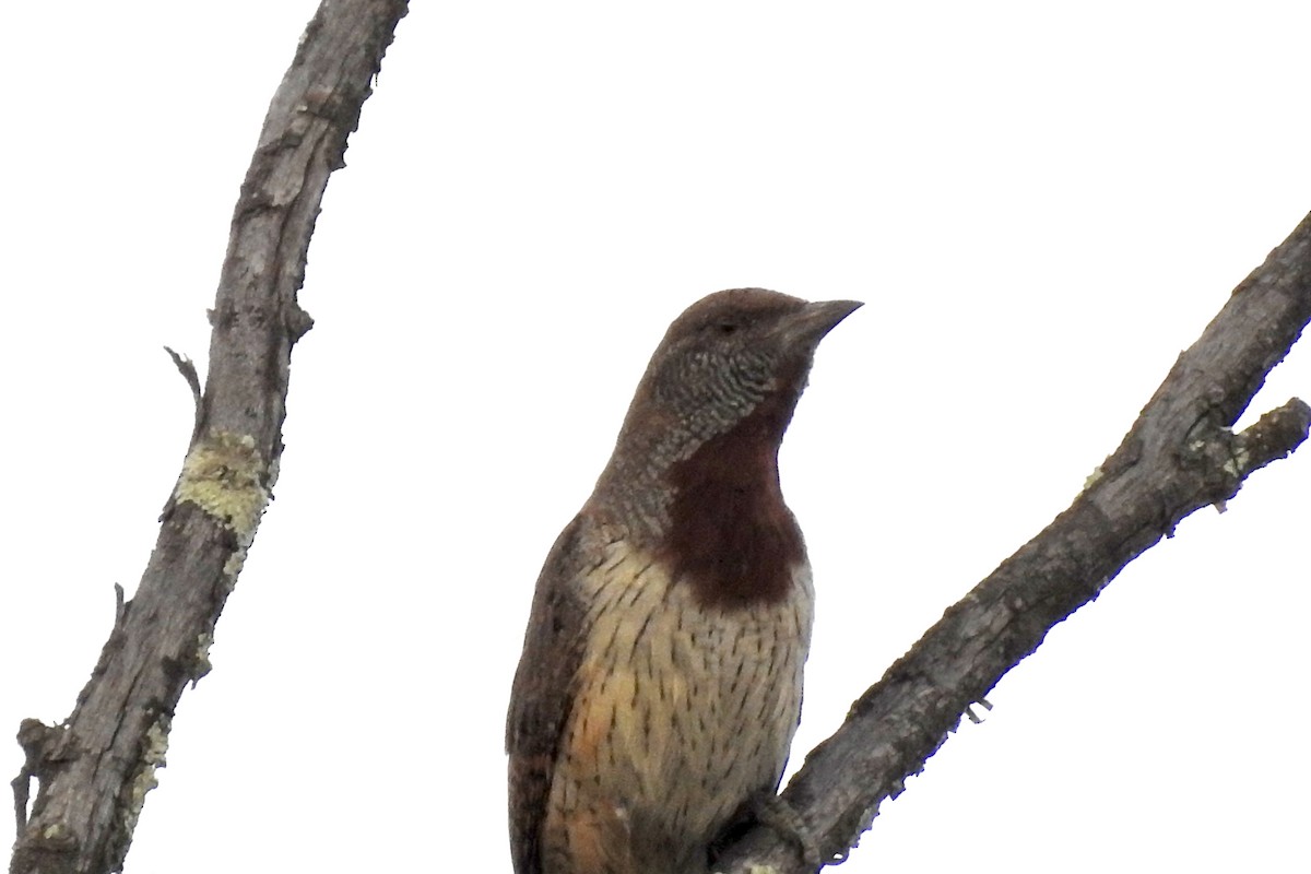 Red-throated Wryneck - ML642990870