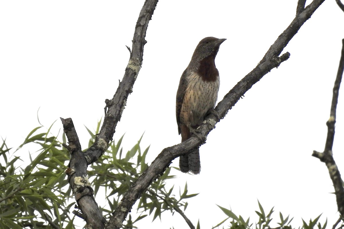 Red-throated Wryneck - ML642990871