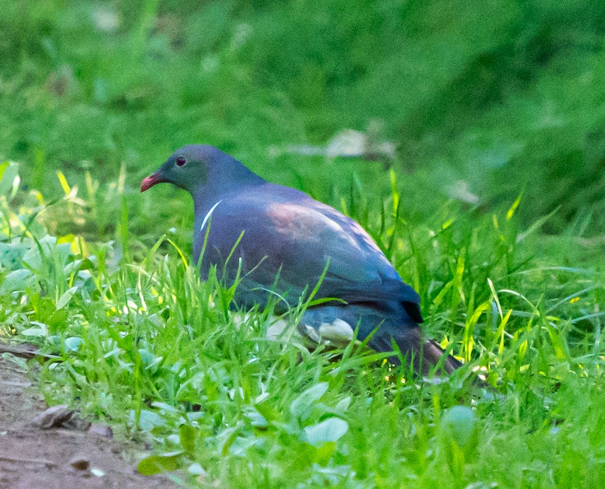 maoridue - ML642990905