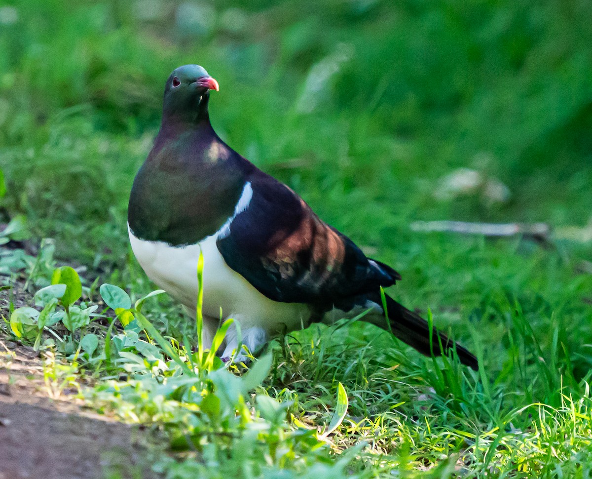 maoridue - ML642990907
