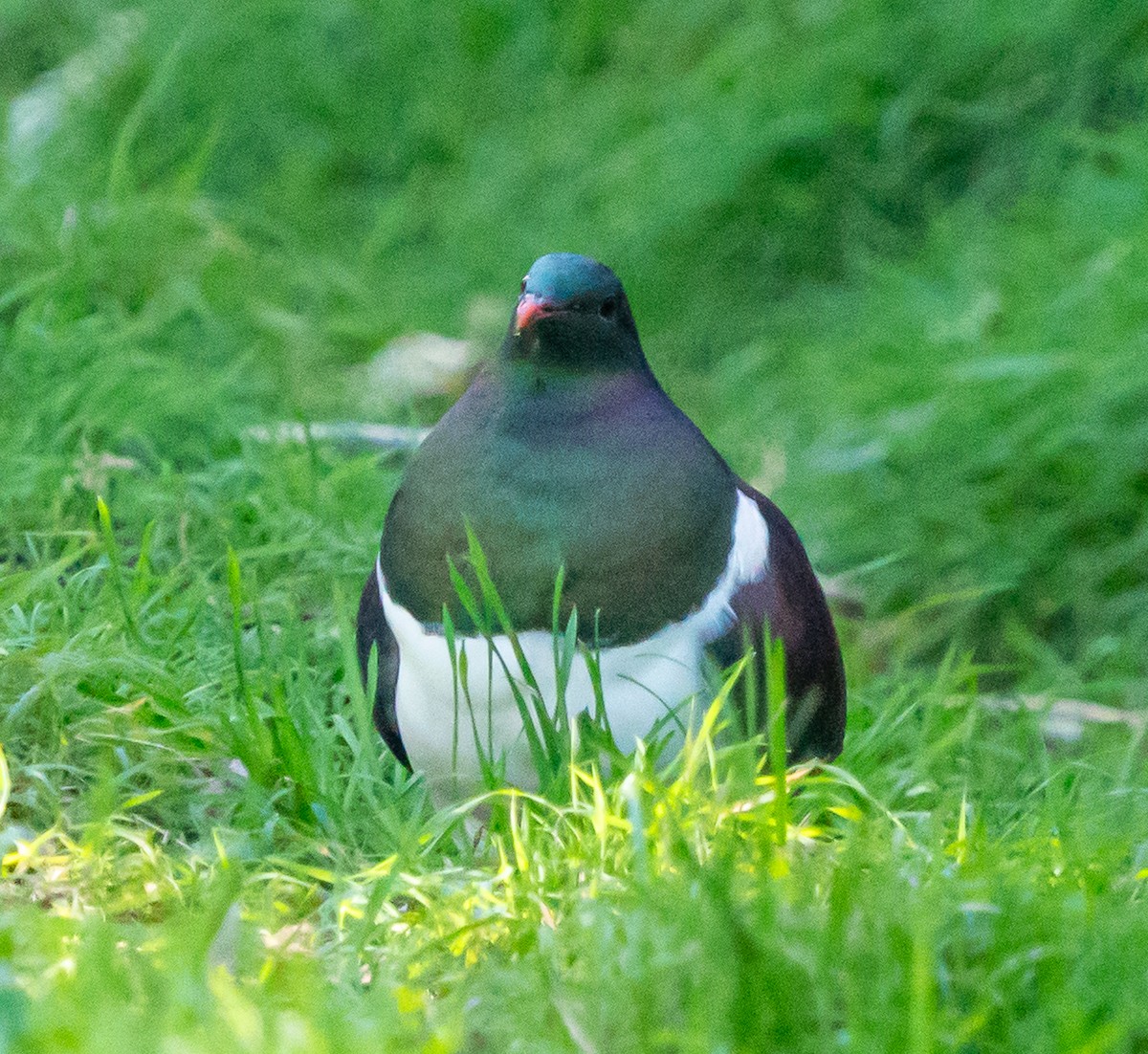 maoridue - ML642990908
