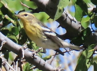 Blackburnian Warbler - ML642990919