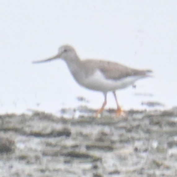 Terek Sandpiper - ML642990926