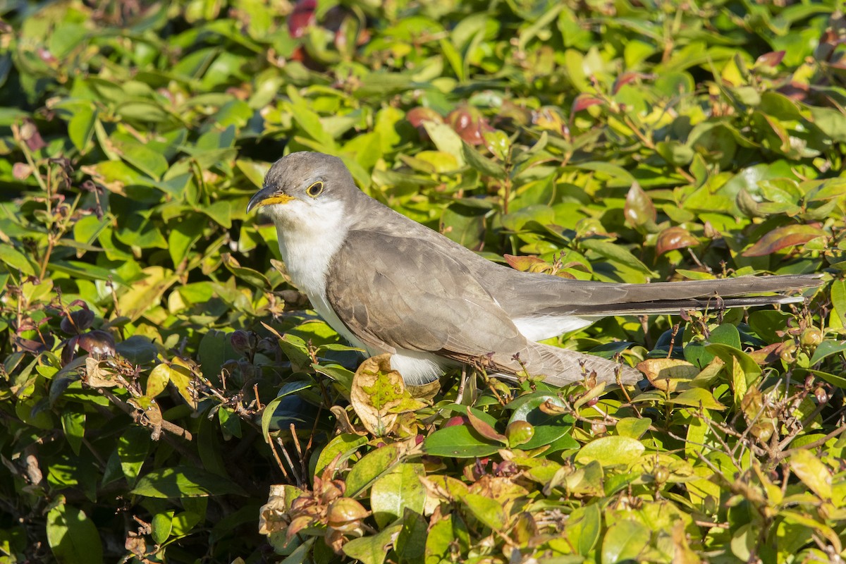 キバシカッコウ - ML642990931