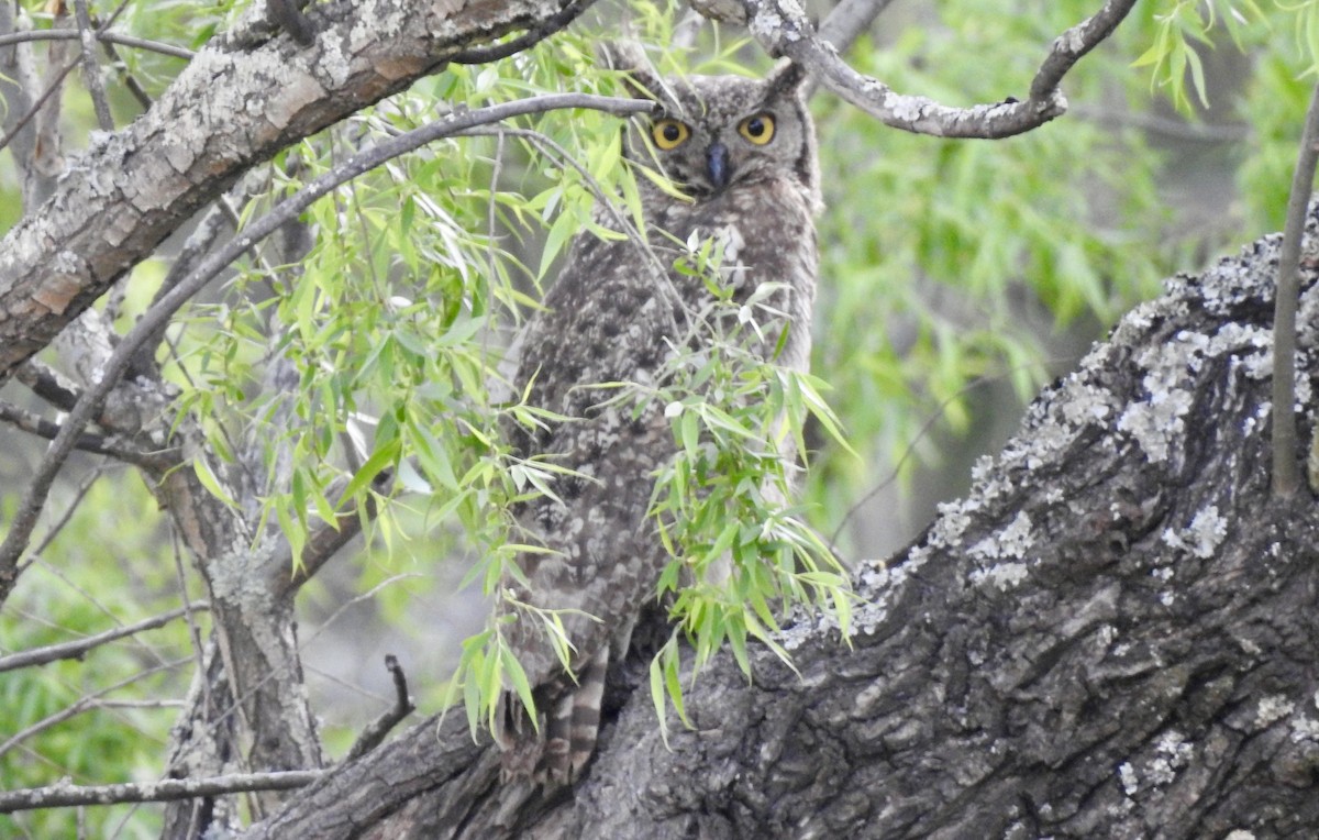 Spotted Eagle-Owl - ML642990939