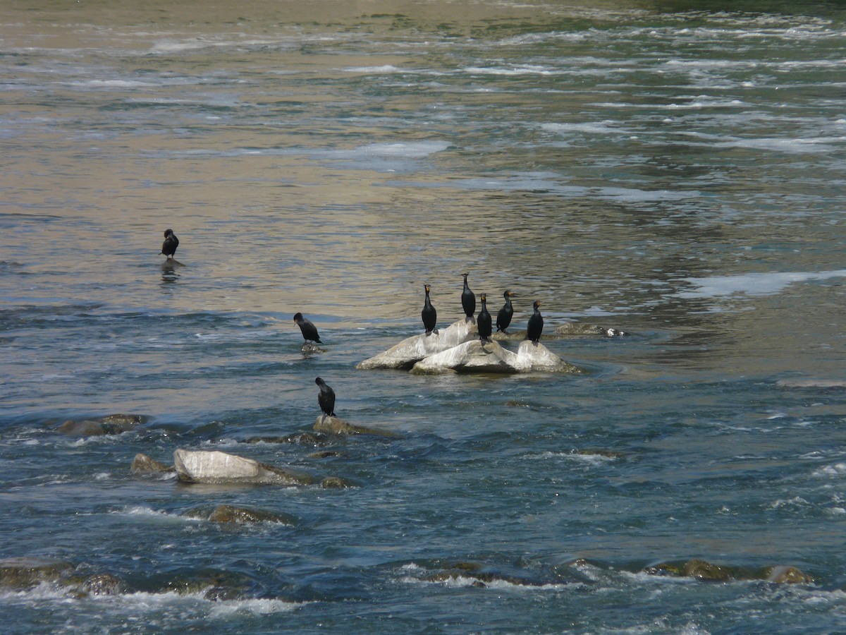 Double-crested Cormorant - ML642990947