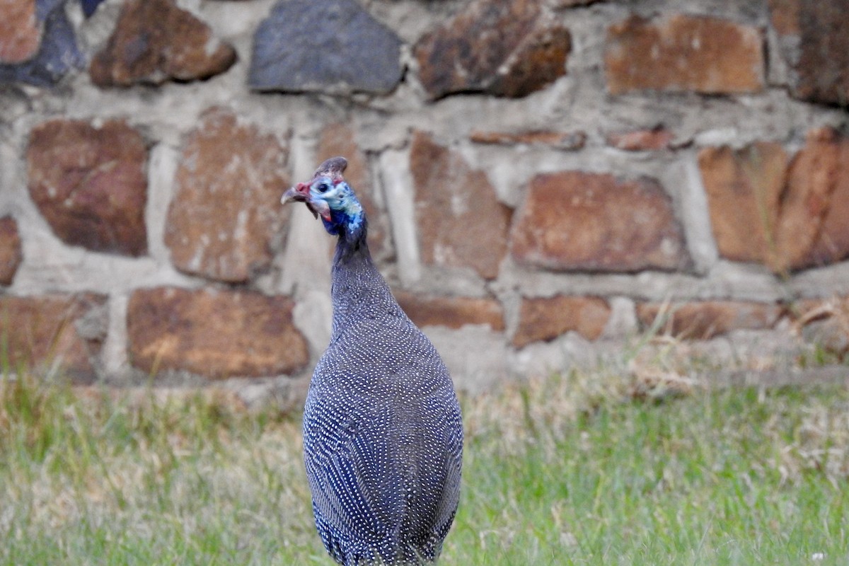 Helmeted Guineafowl - ML642990978