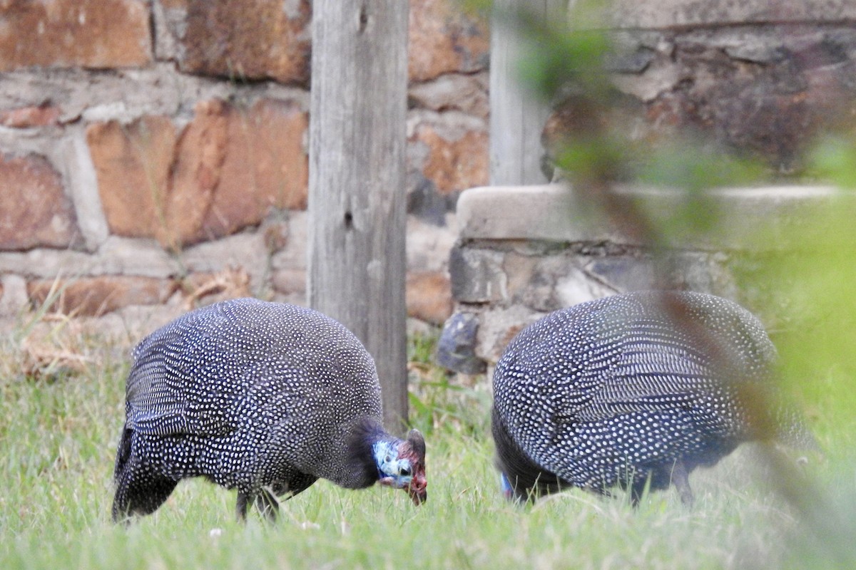 Helmeted Guineafowl - ML642990979