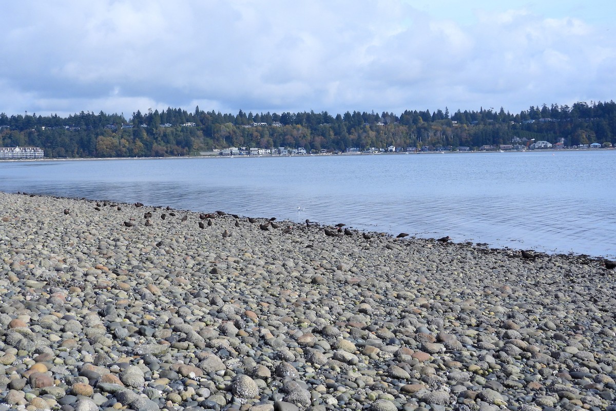 Black Oystercatcher - ML642990990